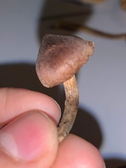 Mycena mulawaestris