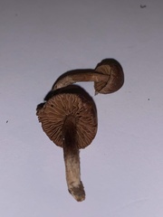 Mycena mulawaestris