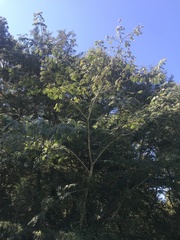 Albizia julibrissin julibrissin