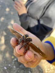 Polythysana rubrescens