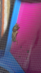 Neoscapteriscus vicinus