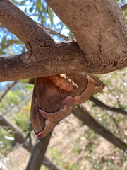 Polythysana rubrescens