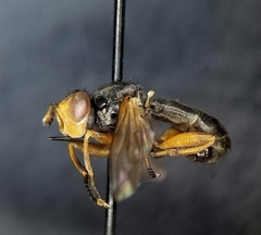 Thecophora modesta