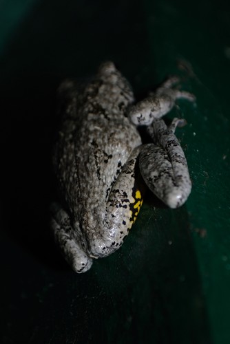 Gray Treefrog photographed in New York