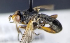 Thecophora modesta