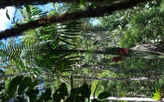 Chamaedorea linearis