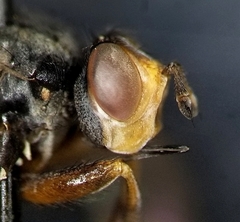 Thecophora modesta