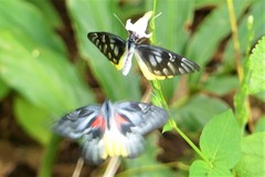 Delias pasithoe