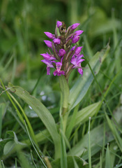 Dactylorhiza purpurella