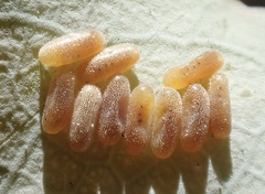 Paropsisterna m-fuscum