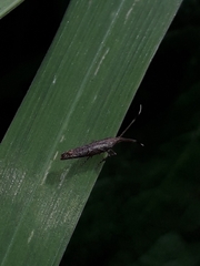 Protosynaema steropucha