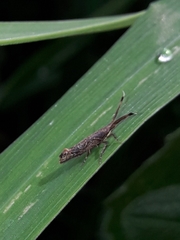 Protosynaema steropucha