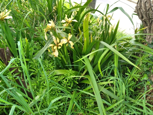 Stinking iris (Iris foetidissima)