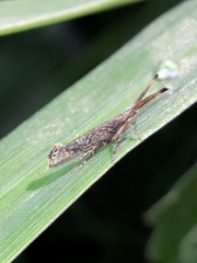 Protosynaema steropucha