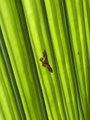 Lophosis labeculata
