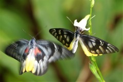 Delias pasithoe