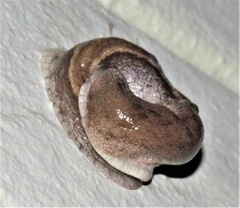 Urocyclus kirkii