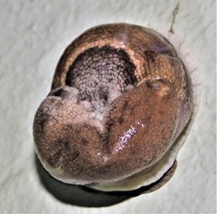 Urocyclus kirkii