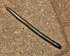 Spinotarsus
