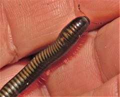 Spinotarsus