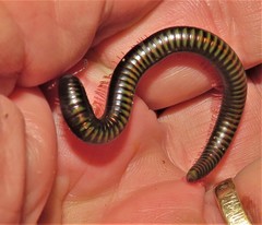 Spinotarsus