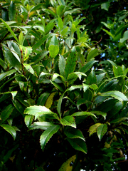Ascarina lucida lanceolata