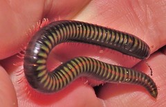 Spinotarsus