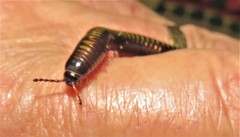 Spinotarsus