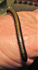 Spinotarsus