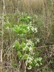 Tabernaemontana solanifolia