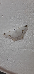 Sericoptera