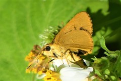 Cupitha purreea