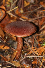 Aureoboletus mirabilis