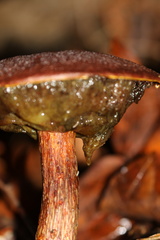 Aureoboletus mirabilis