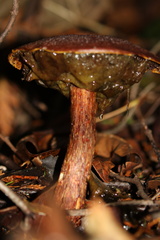 Aureoboletus mirabilis