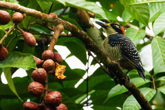 Melanerpes pucherani