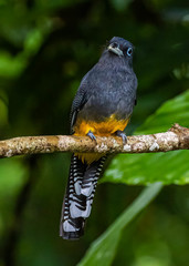 Trogon chionurus