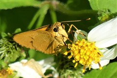 Cupitha purreea