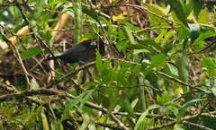 Tachyphonus delatrii