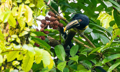 Pteroglossus torquatus sanguineus