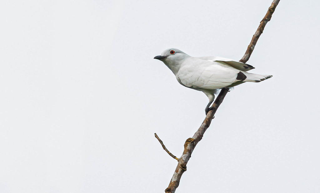 Black-Tipped Cotinga
