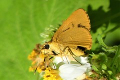 Cupitha purreea