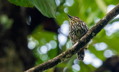 Micromonacha lanceolata