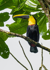 Ramphastos brevis