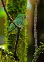 Lepidothrix velutina