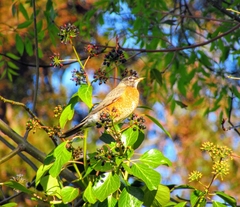 Turdus migratorius