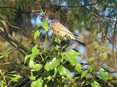 Turdus migratorius