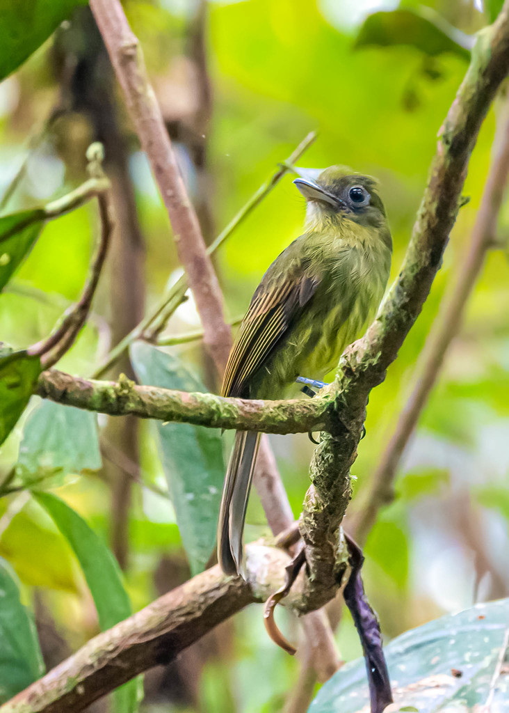 Pacific Flatbill