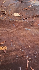 Sequoia