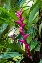 Heliconia